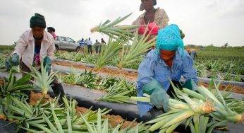 Why An Ivy League MBA Went Back To Ghana To Help A Pineapple Farm