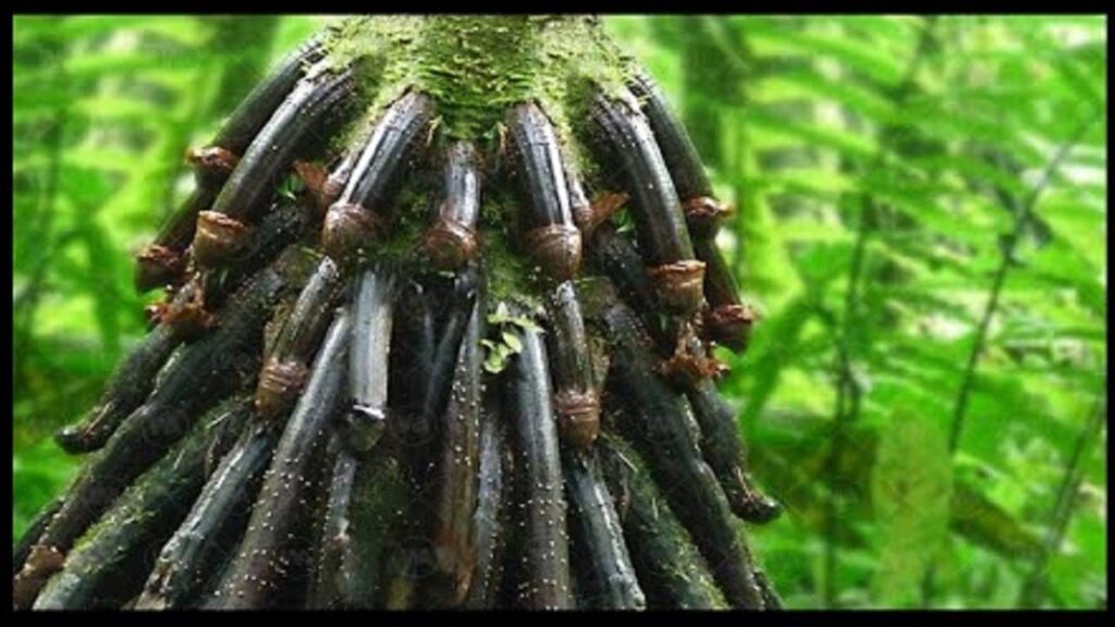 The Most Craziest Palm Tree Name Huacrapona WeAfrique Nations